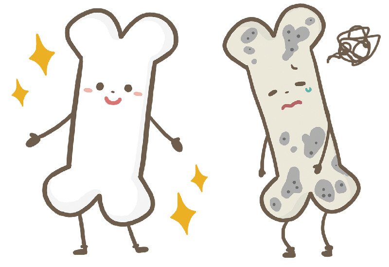 骨のイラスト